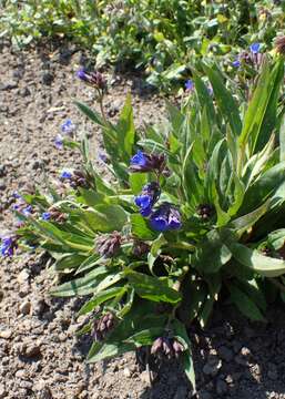 Image of Pulmonaria longifolia (Bast.) Boreau