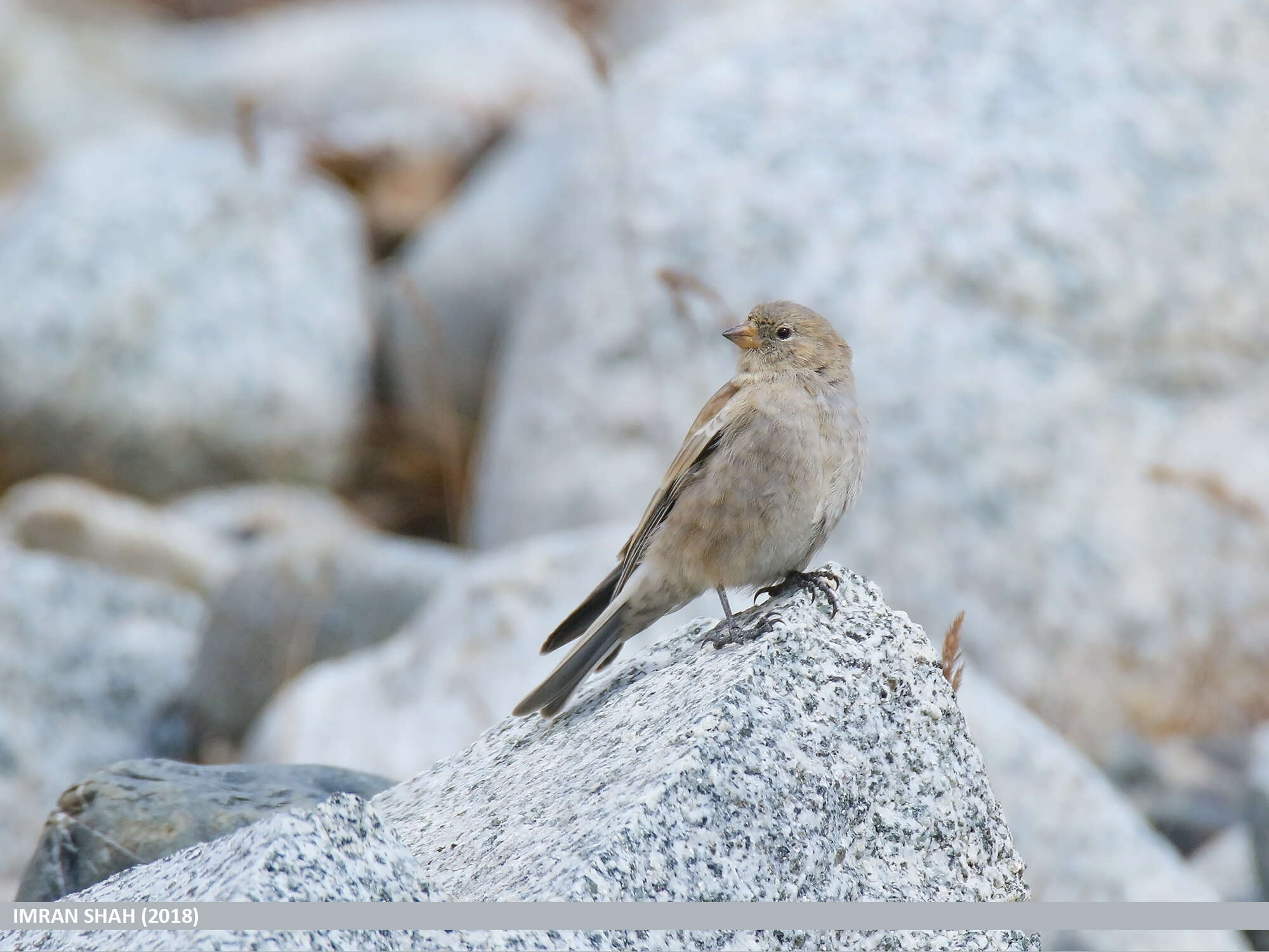 Image of Black-winged Snowfinch