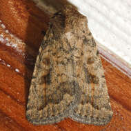 Image of The Mottled Rustic, Brungult Lövfly