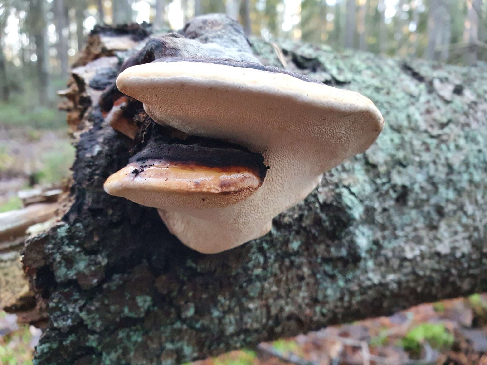 Image of Red-banded bracket