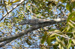 Image of Great Potoo