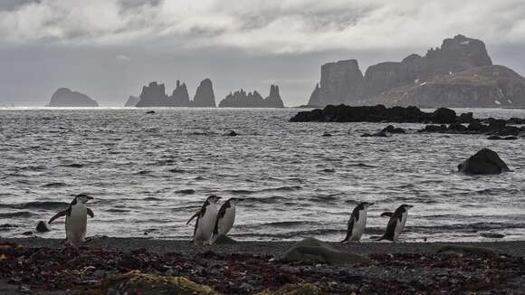 Image of Chinstrap Penguin