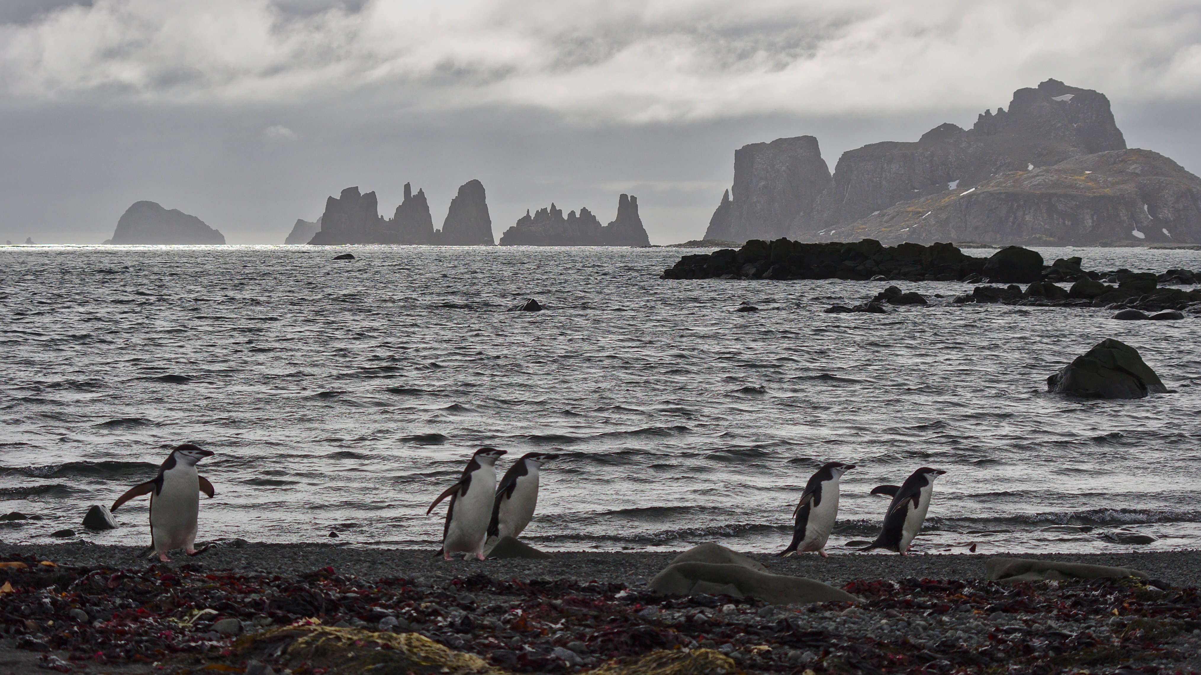 Plancia ëd Pygoscelis antarcticus (Forster & JR 1781)