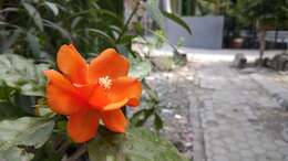 Image of Rose Cactus