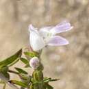 Image of Prostanthera lithospermoides F. Muell.
