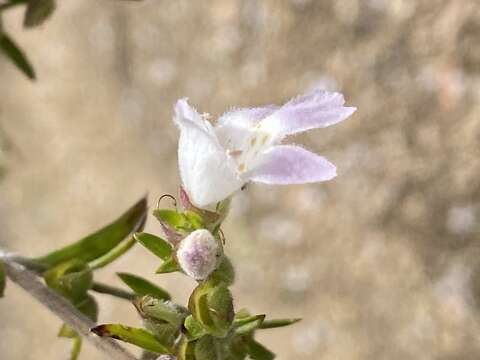 Image of Prostanthera lithospermoides F. Muell.