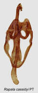 Image of Rapala cassidyi Takanami 1992