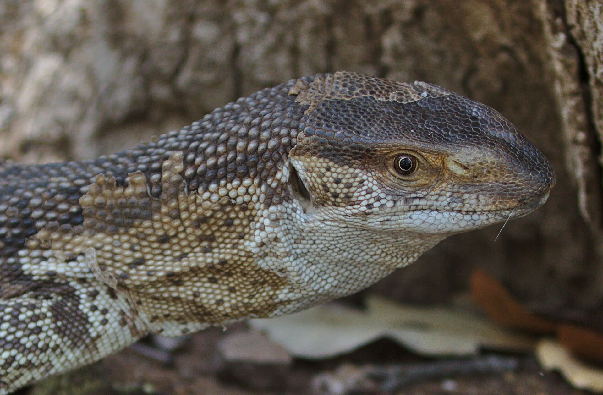 Image of White-throated monitor