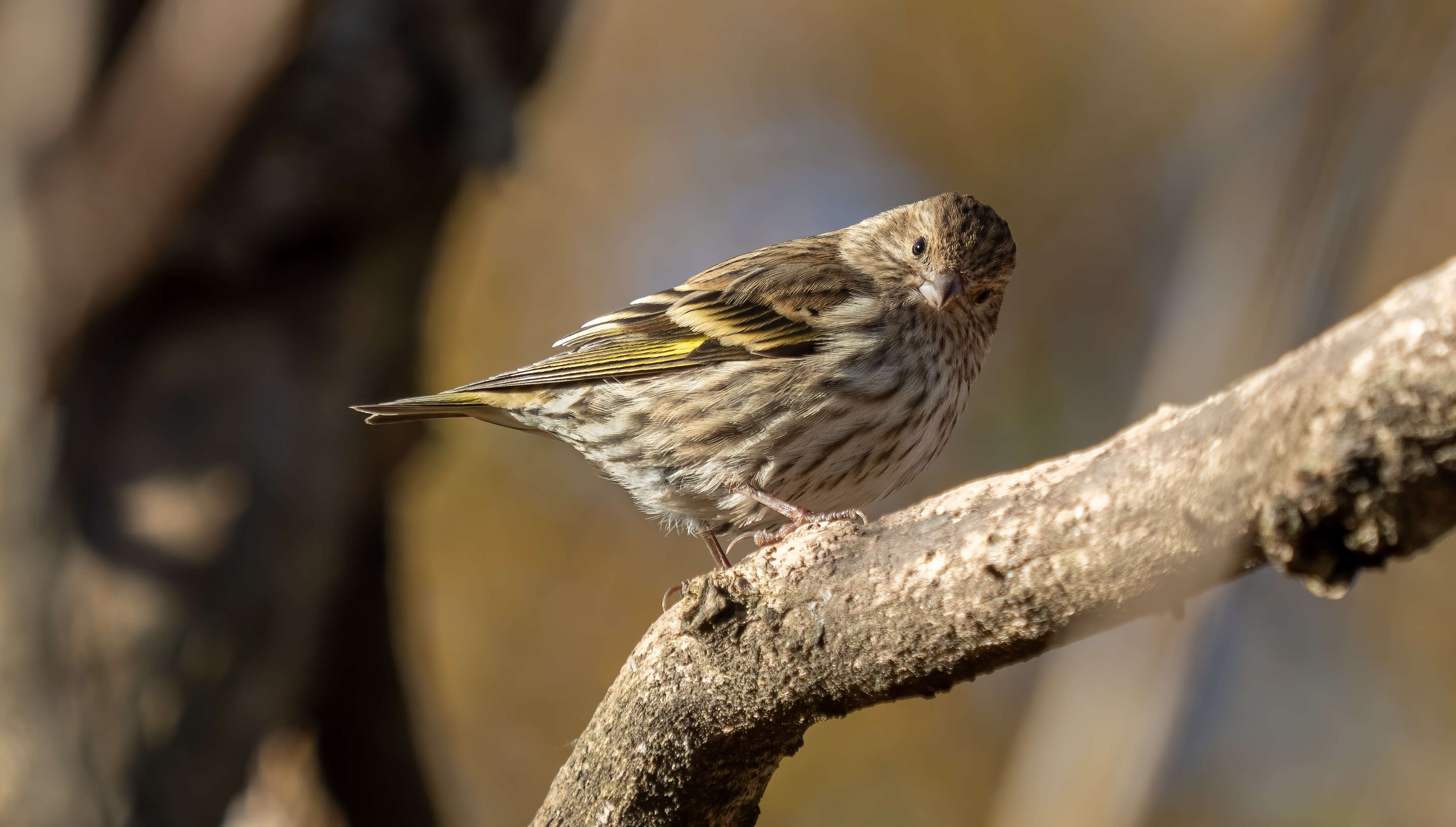 Image of Pine Siskin