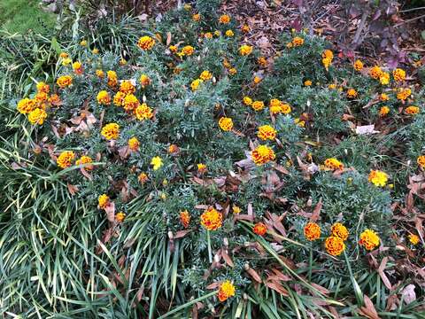 Image of French marigold