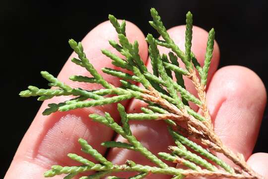 Image of Siberian Cypress