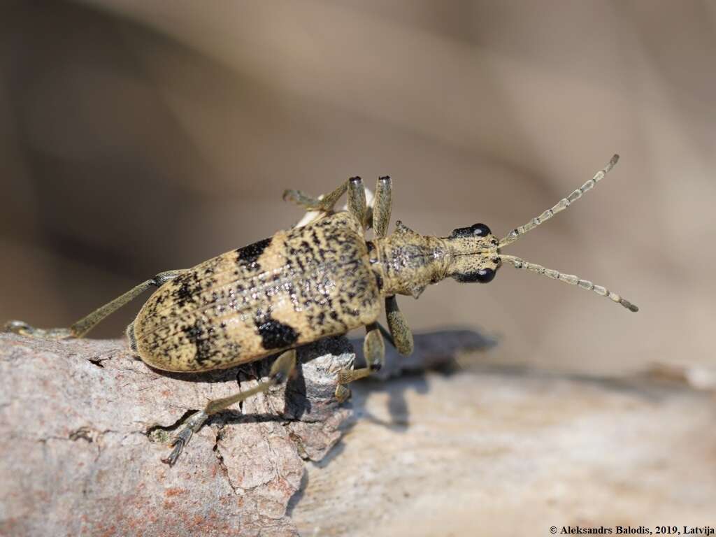 Image of Blackspotted Pliers Support Beetle