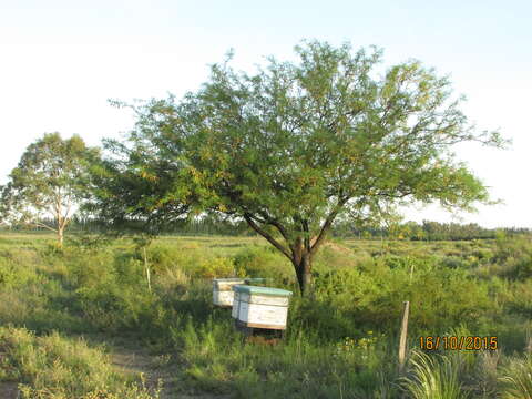 Image of Prosopis flexuosa DC.