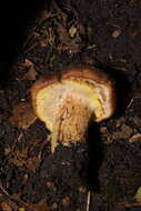 Image of Armillaria ostoyae (Romagn.) Herink 1973