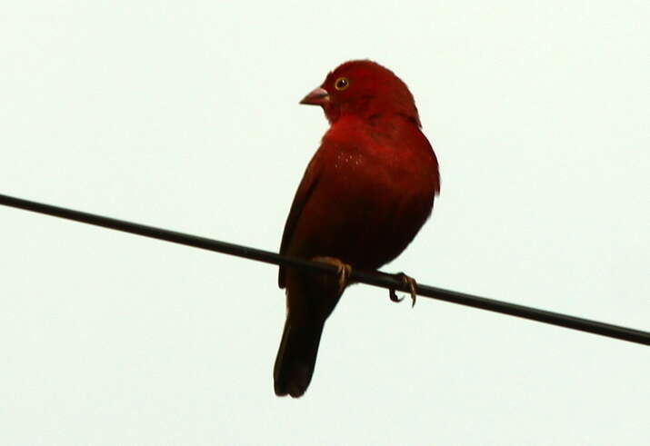 Image of Black-bellied Firefinch