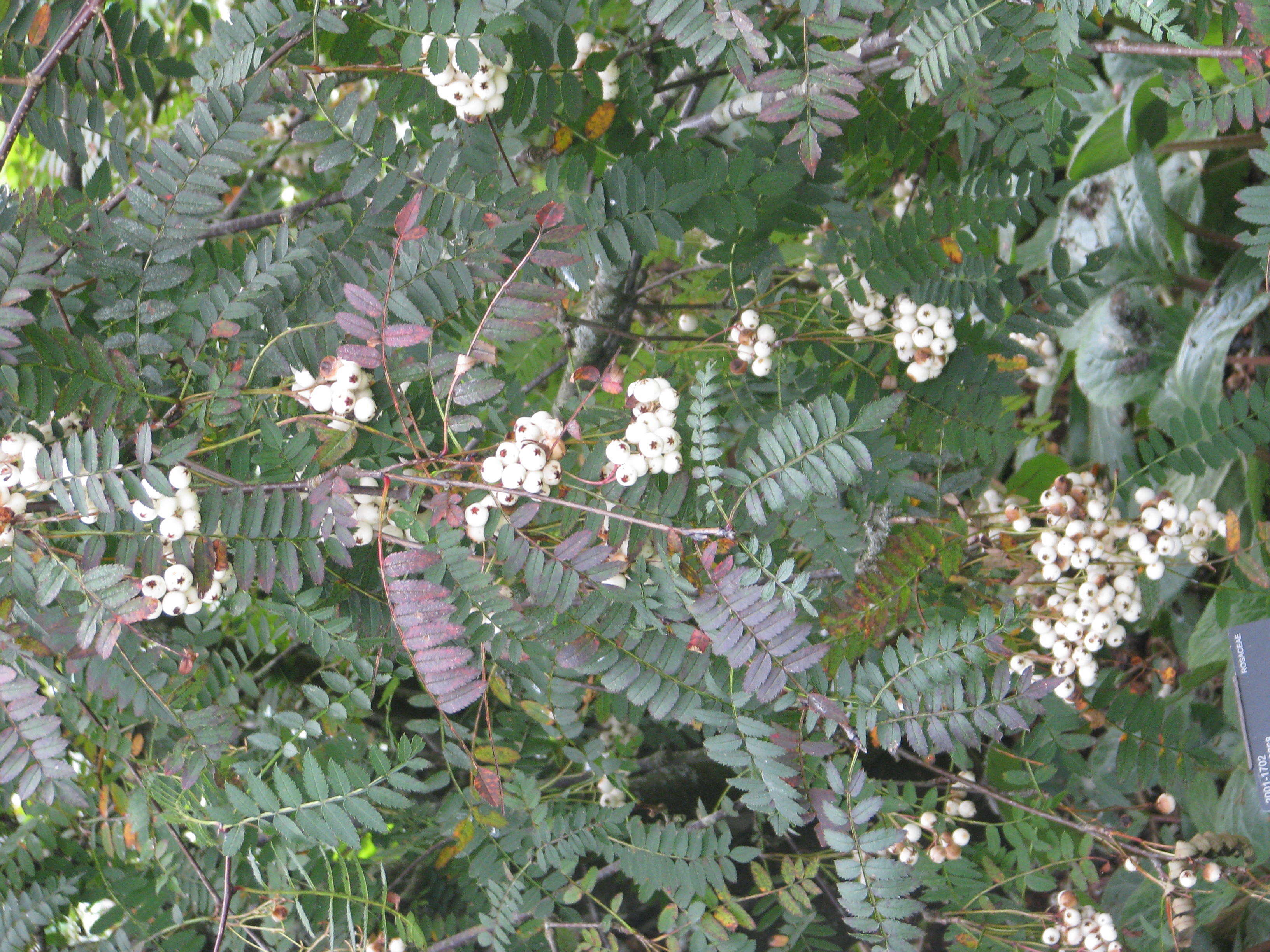 Image of Sorbus frutescens Mc All.