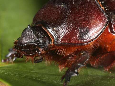 Image of European rhinoceros beetle