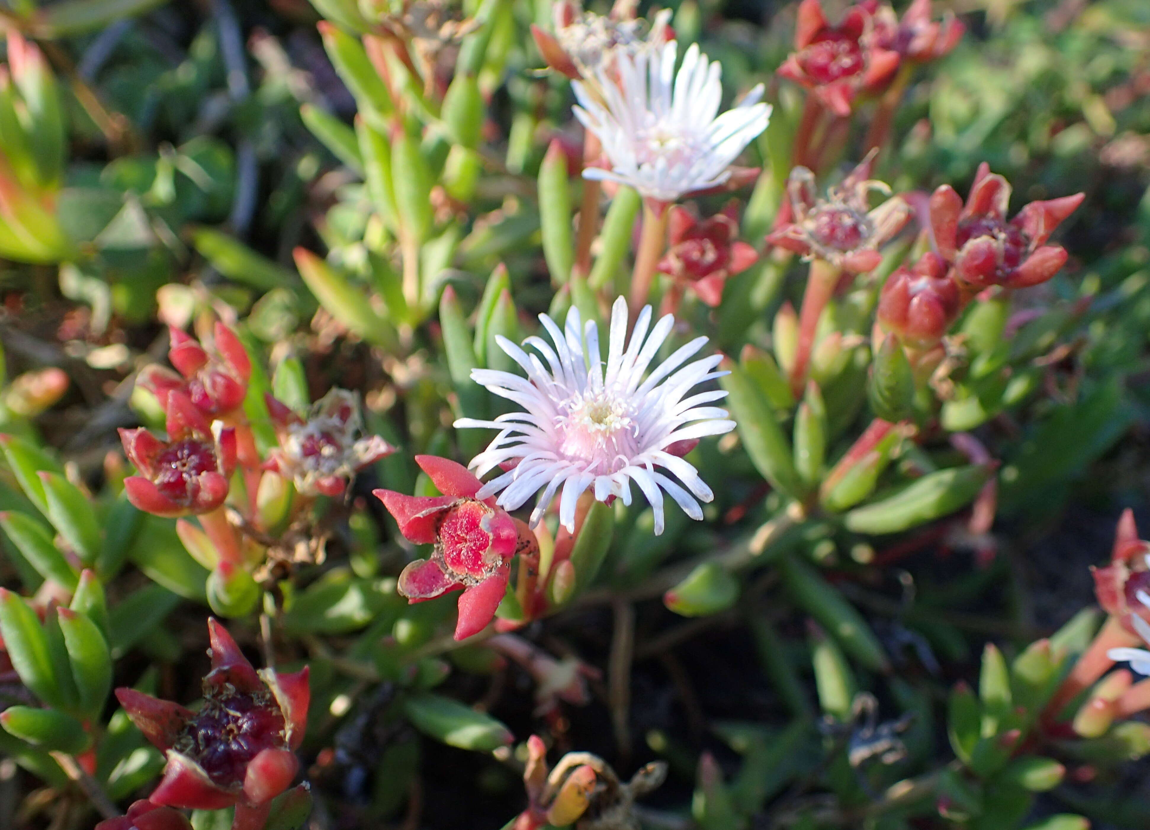 Image of Drosanthemum micans (L.) Schwant.