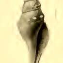 Image of Lucerapex schepmani Shuto 1970