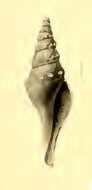 Image of Lucerapex schepmani Shuto 1970