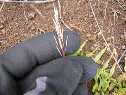 Image of golden false beardgrass