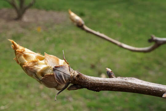 Image of shellbark hickory