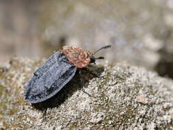 صورة Oiceoptoma thoracicum (Linnaeus 1758)