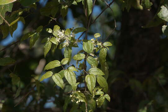 Image of Clematis javana DC.