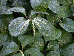 Image of Chloranthus