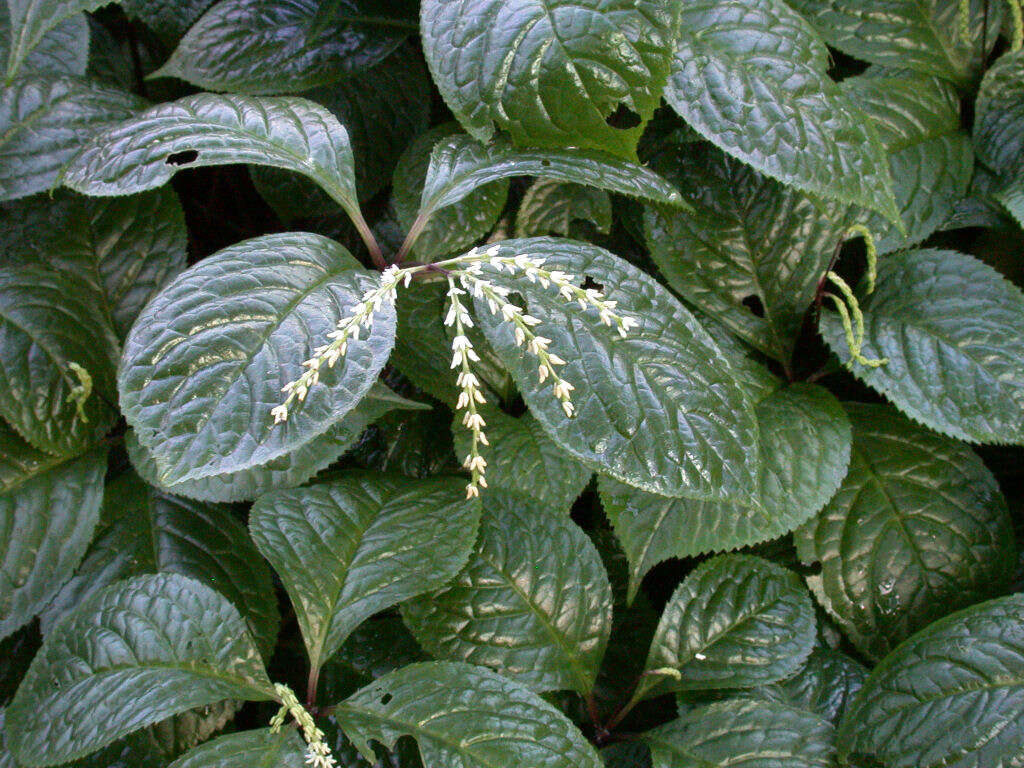 Image of Chloranthus