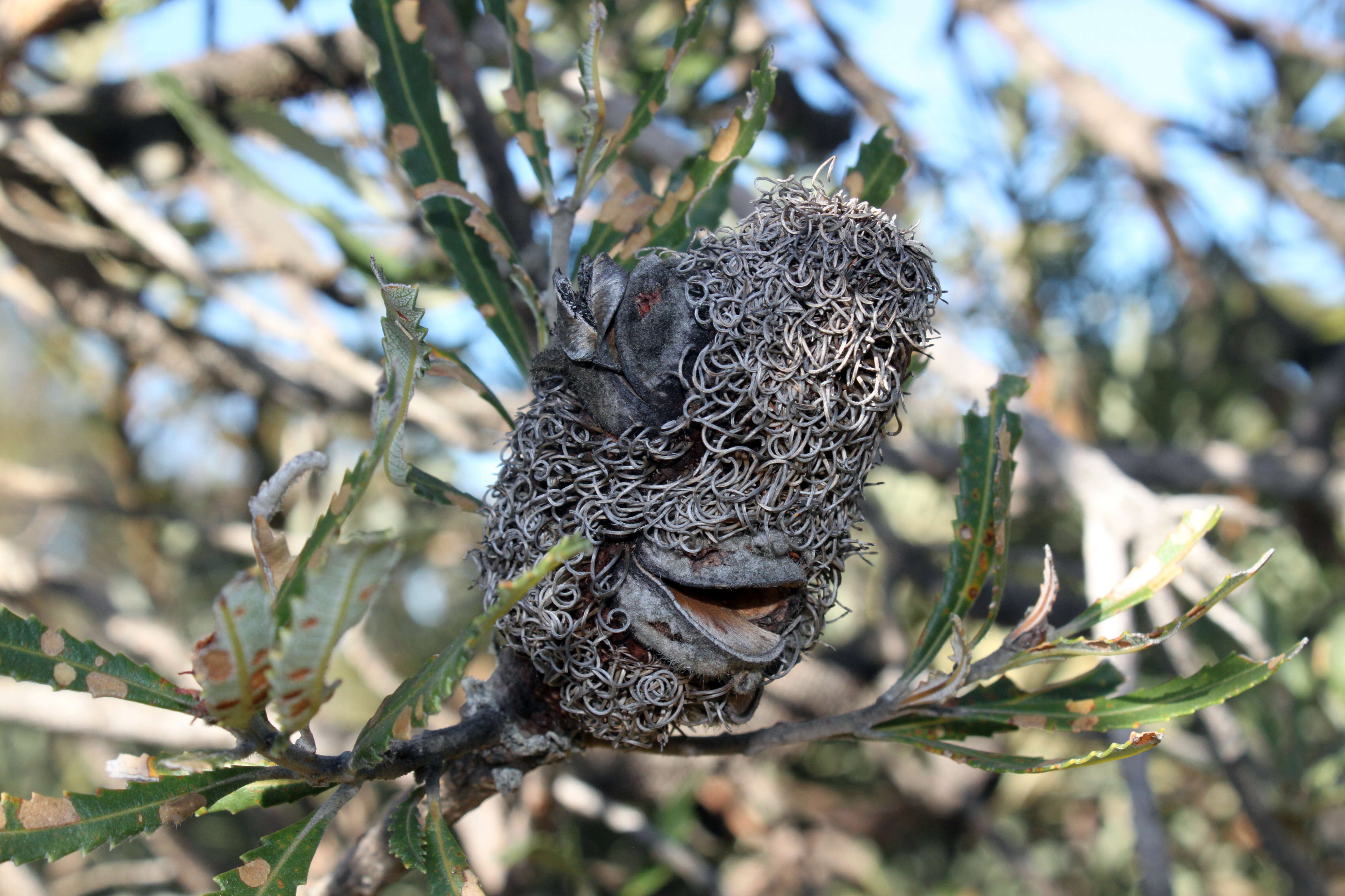 Plancia ëd Banksia attenuata R. Br.