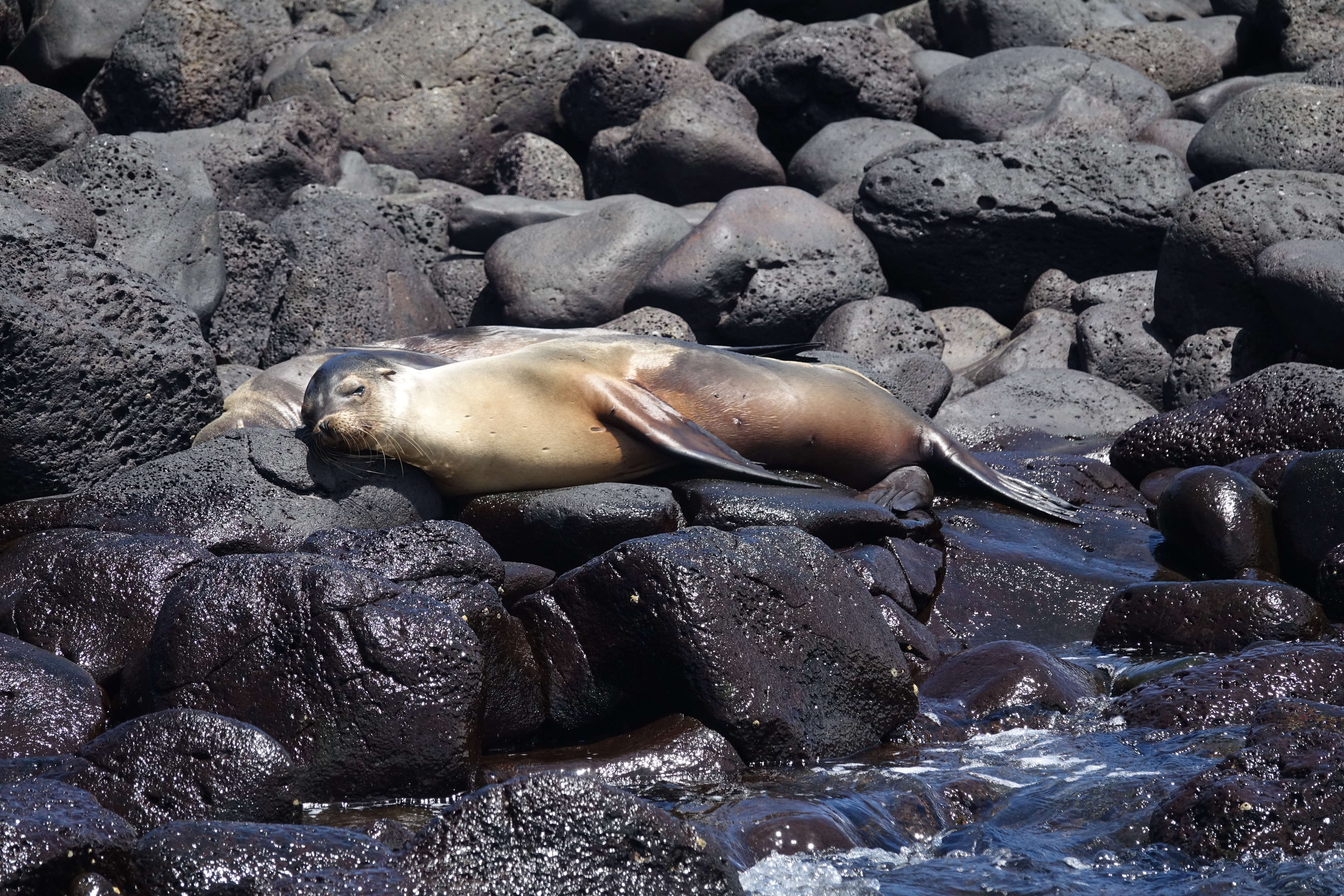 Image of Galapagos Sea Lion