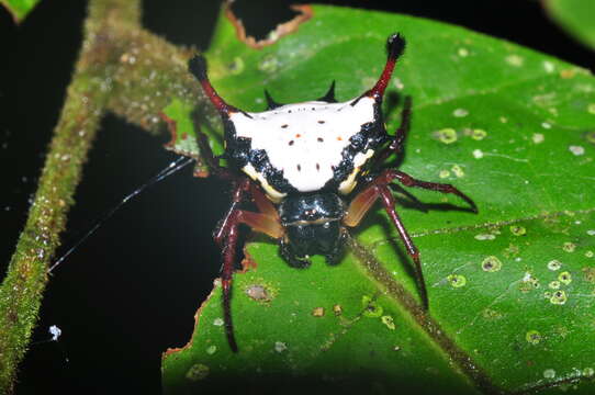 Image of Spiny orb-weaver