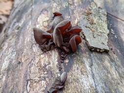 Image of ear fungus