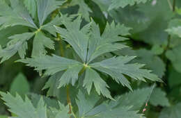 Слика од Aconitum napellus L.