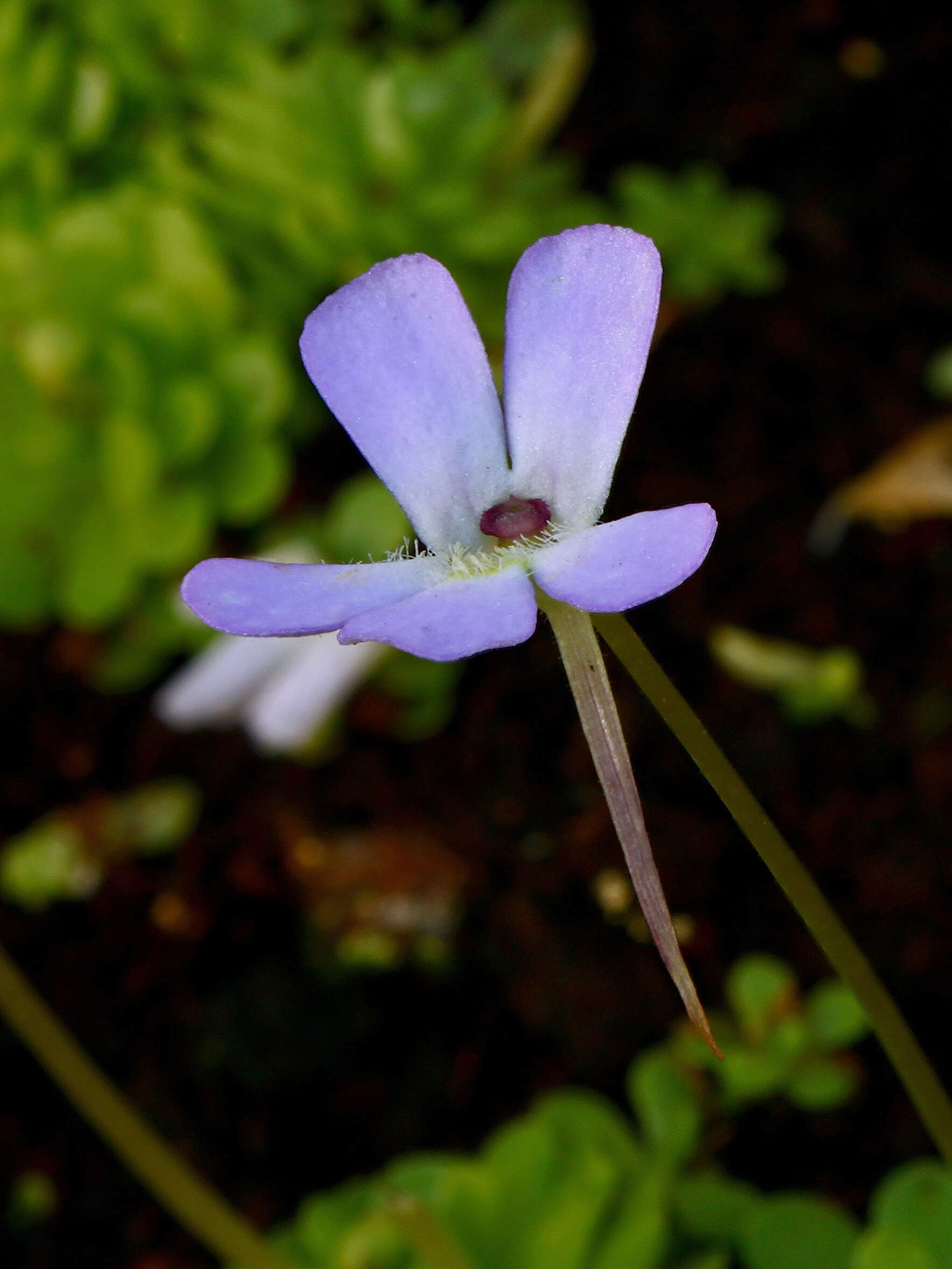 Imagem de Pinguicula esseriana B. Kirchner