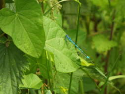 Imagem de Coenagrion puella (Linnaeus 1758)