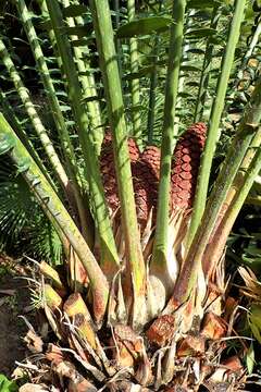 Image of Kwango Giant Cycad