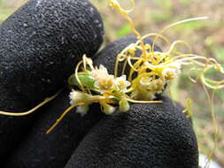 Image of Cuscuta campestris