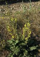 Image of wavyleaf mullein