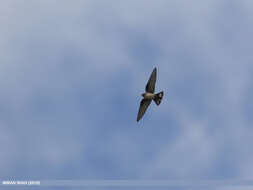 Image of Eurasian Crag Martin