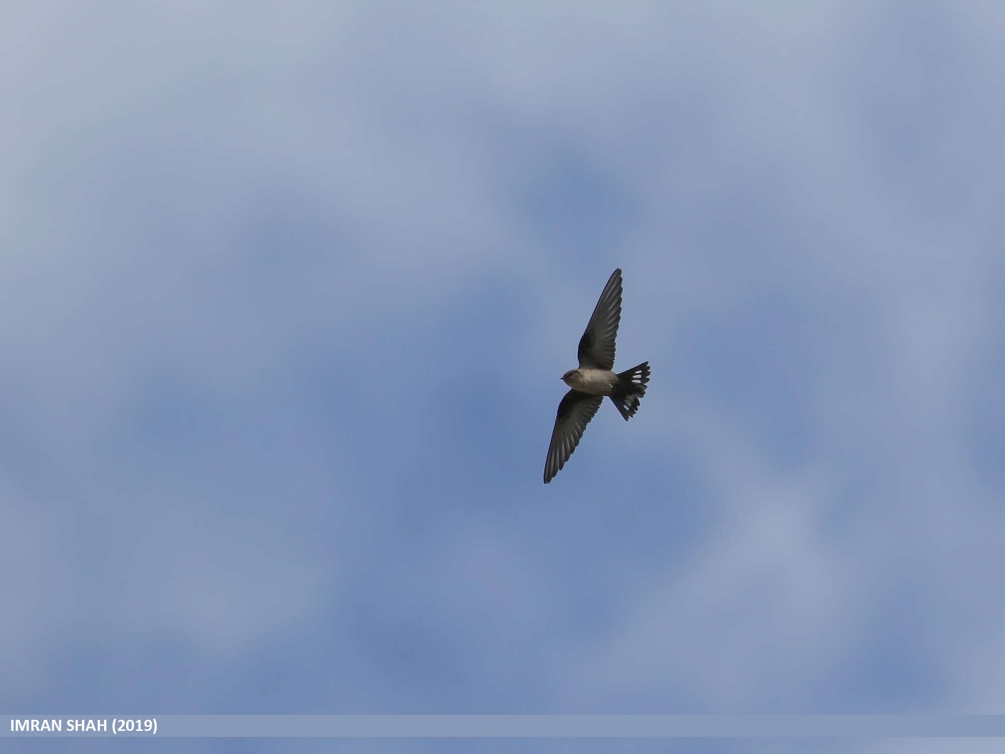 Image of Eurasian Crag Martin