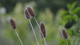 Image of Dipsacus fullonum