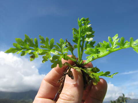 Image de Ceratopteris thalictroides (L.) Brongn.