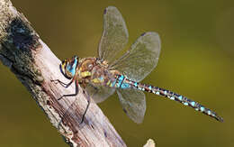 Image of Migrant Hawker