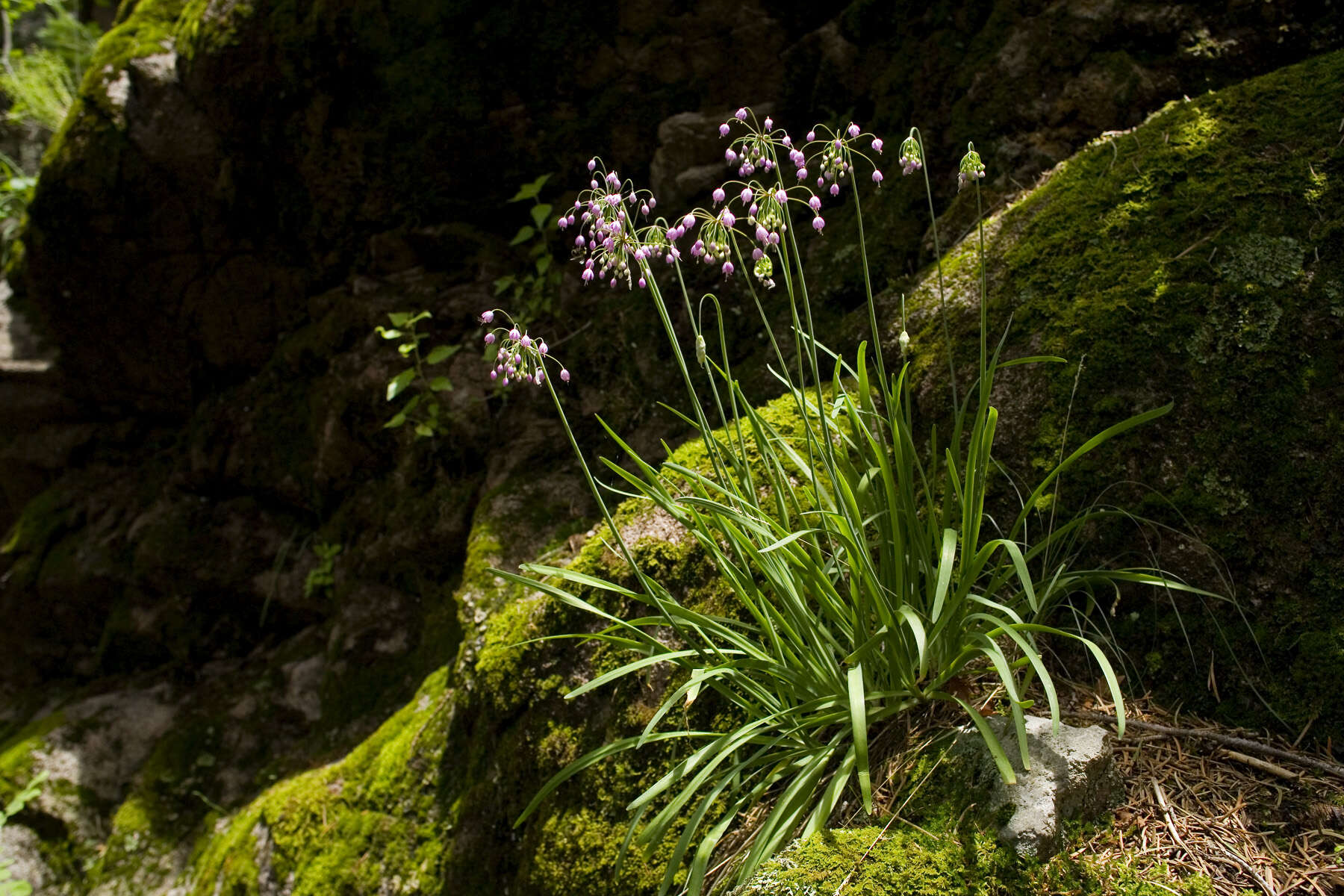 Image of Lady's leek