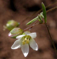 Image of dwarf-flax