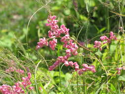 Image of antigonon