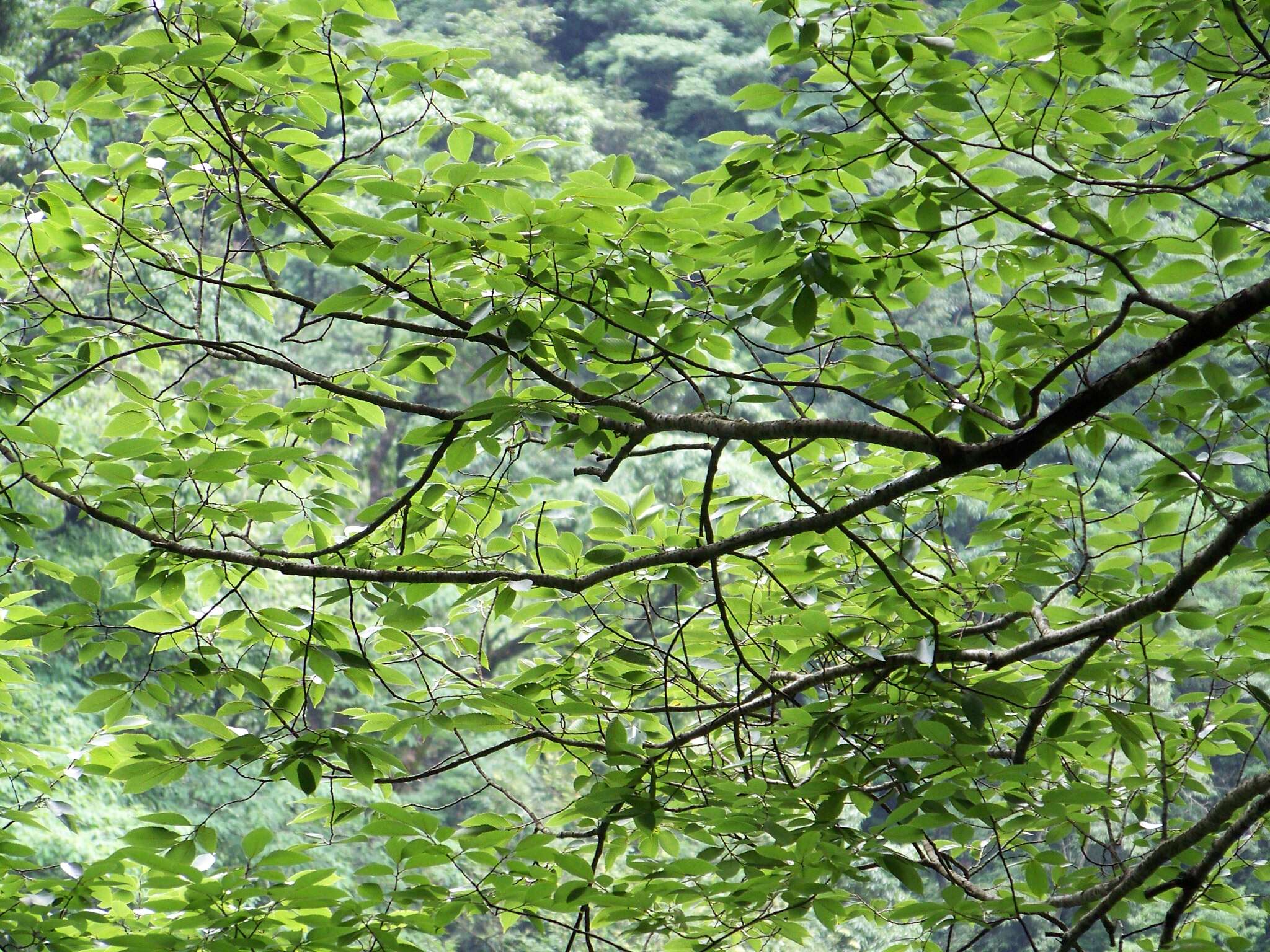 Ulmus elongata L. K. Fu & C. S. Ding resmi