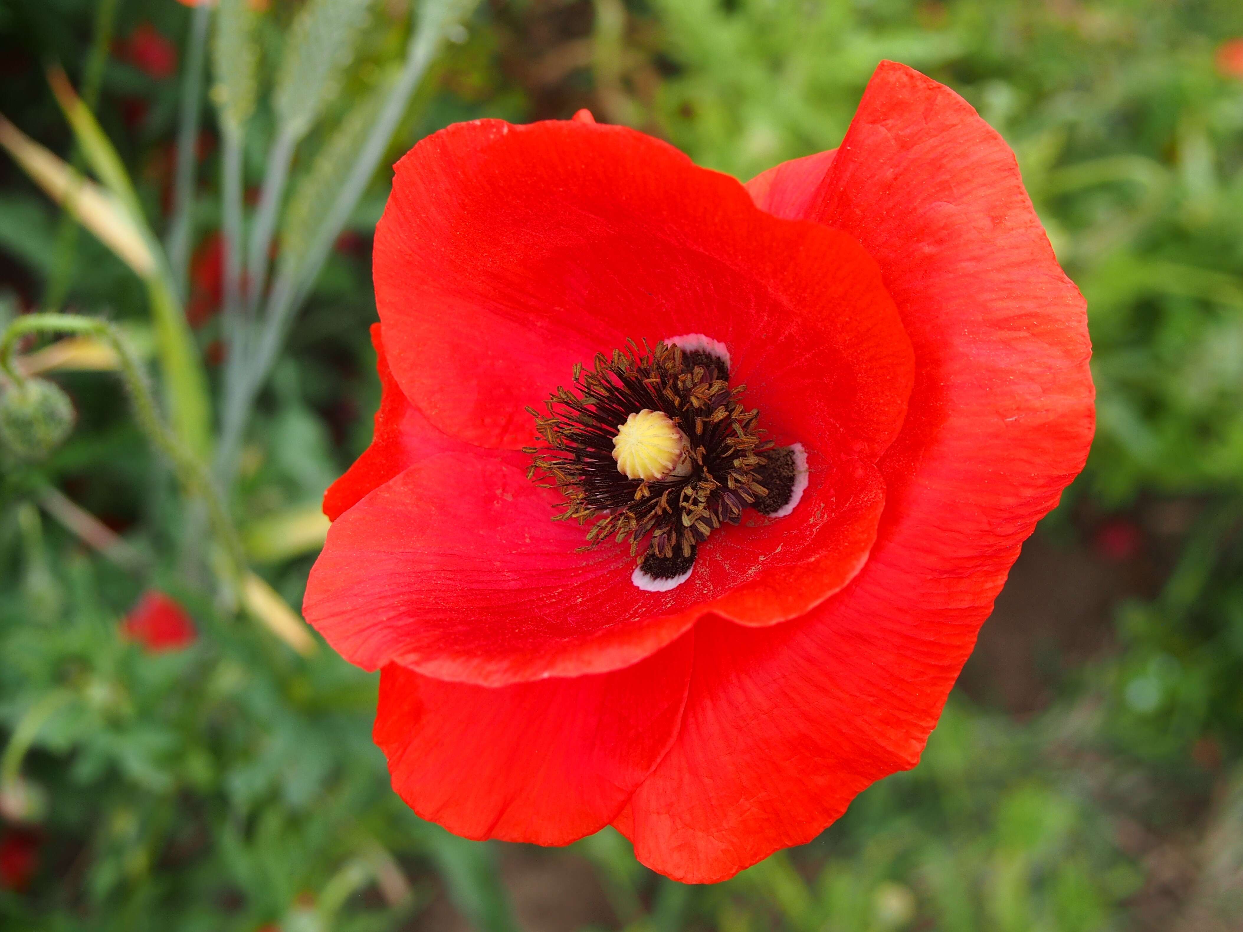 Image of corn poppy